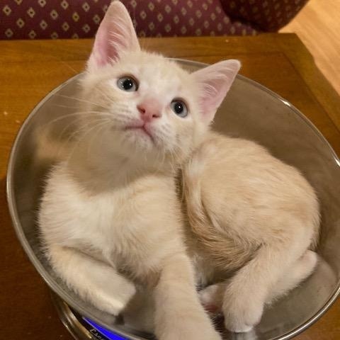 FREDDIE, Adoptable, Young Male Domestic Short Hair.