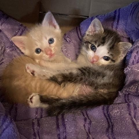 FREDDIE, a Adoptable Domestic Short Hair in Watkinsville, GA image 2/3