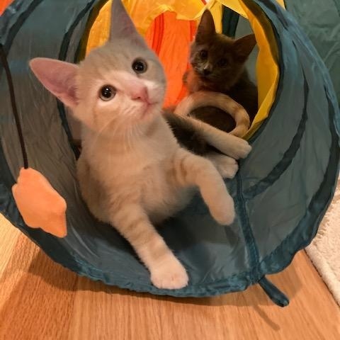 FREDDIE, a Adoptable Domestic Short Hair in Watkinsville, GA image 3/3