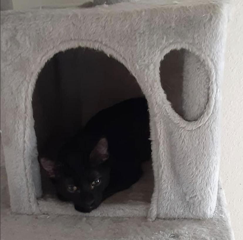 Jax, Adoptable, Young Male Domestic Short Hair.