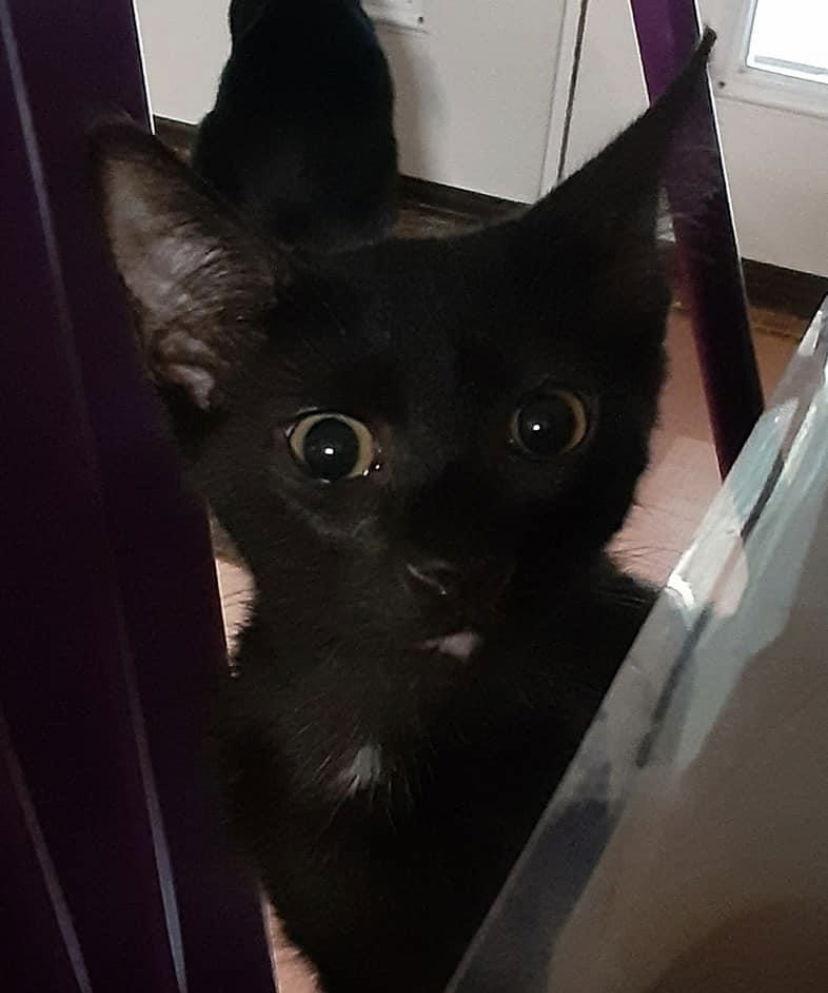 Enlarge Jax, a Adoptable Domestic Short Hair in Cypress, TX image 2/6