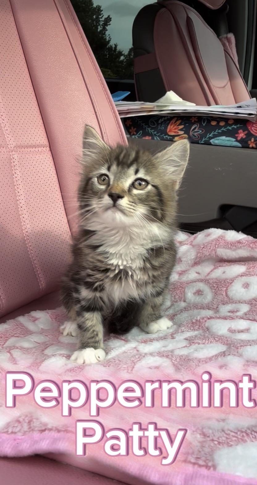 Peppermint Patty, Adoptable, Young Female Domestic Medium Hair.