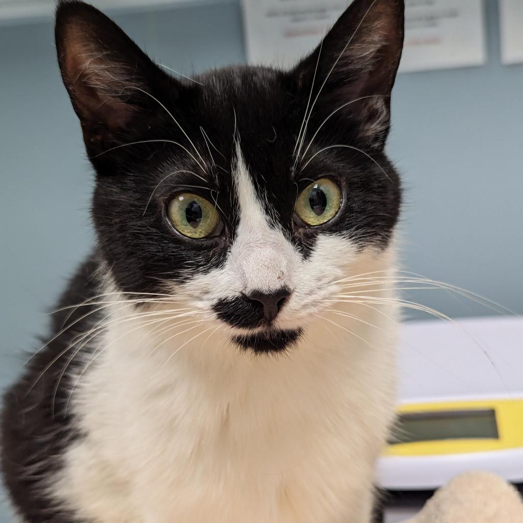 Dawn, Adoptable, Young Female Domestic Short Hair.