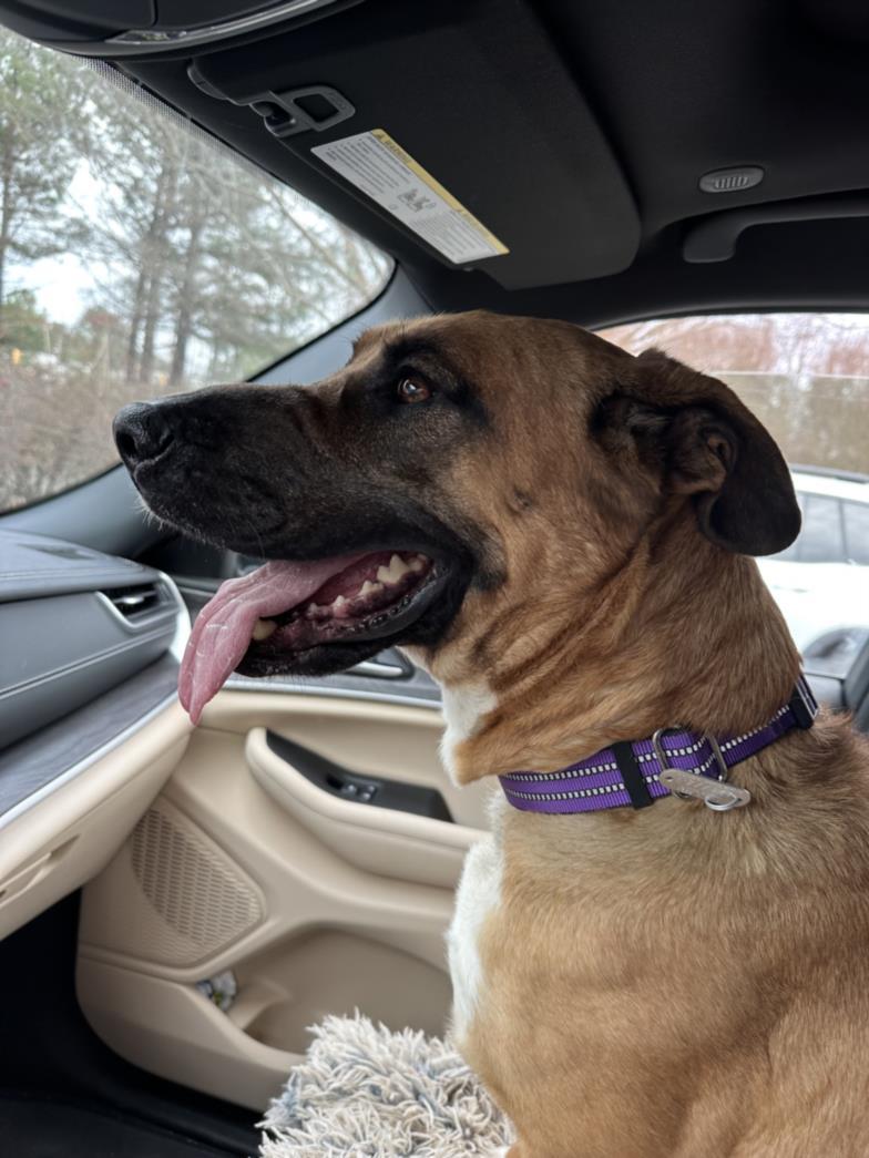 Enlarge HOLLY**, a Adoptable mixed breed in Chapel Hill, NC image 1/1