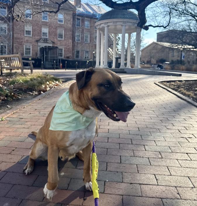 HOLLY**, Adoptable, Adult Female German Shepherd Dog & Black Mouth Cur.