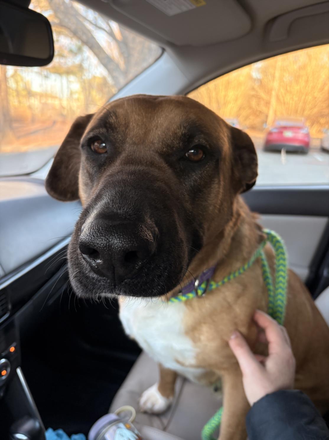 HOLLY**, Adoptable, Adult Female German Shepherd Dog & Black Mouth Cur.