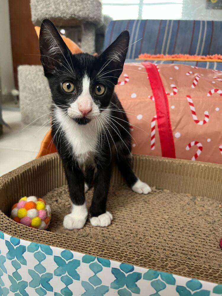 Enlarge Apolo, a Adoptable Domestic Short Hair in Naranjito, PR image 1/3