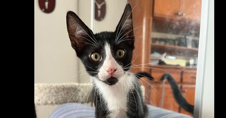 Enlarge Apolo, a Adoptable Domestic Short Hair in Naranjito, PR image 2/3