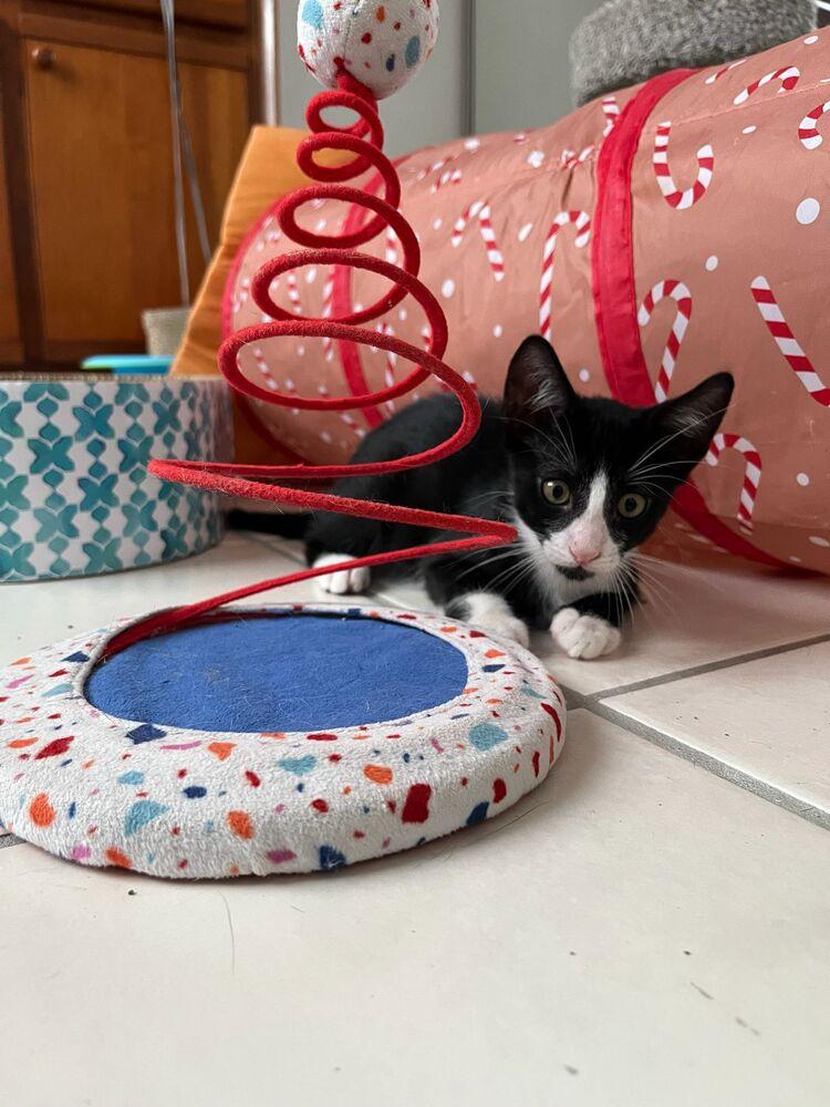 Enlarge Apolo, a Adoptable Domestic Short Hair in Naranjito, PR image 3/3