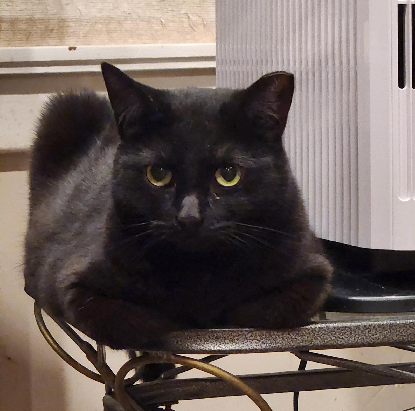 Cipher, Adoptable, Adult Male Domestic Short Hair.