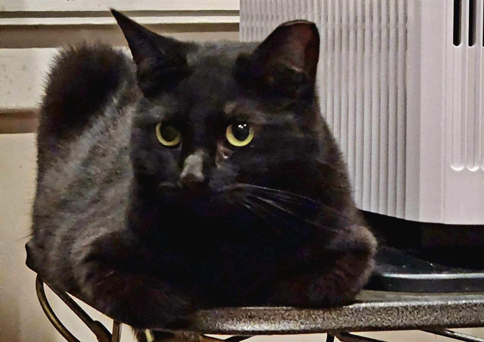 Cipher, Adoptable, Adult Female Domestic Short Hair.