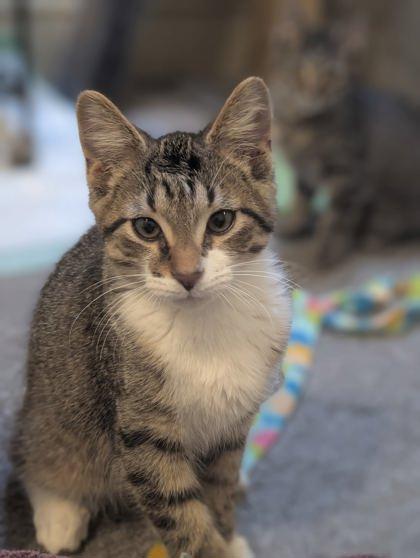 Rutherford, adopted, Kitten Male Domestic Short Hair.
