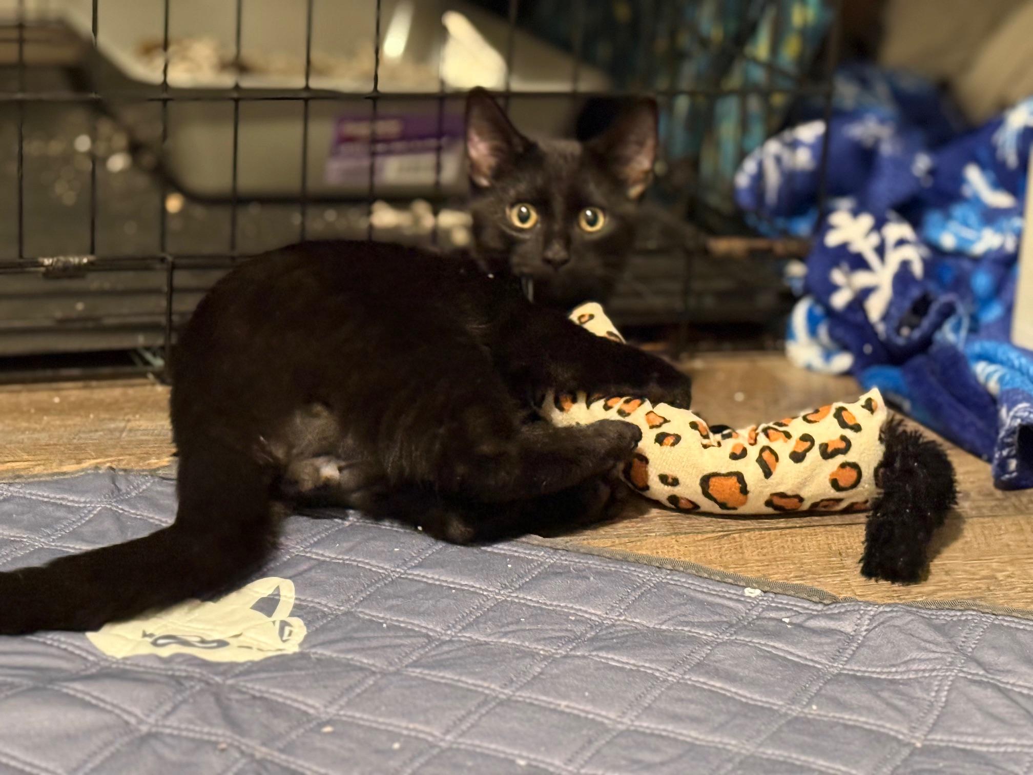 Quincy, Adoptable, Kitten Male Tabby.