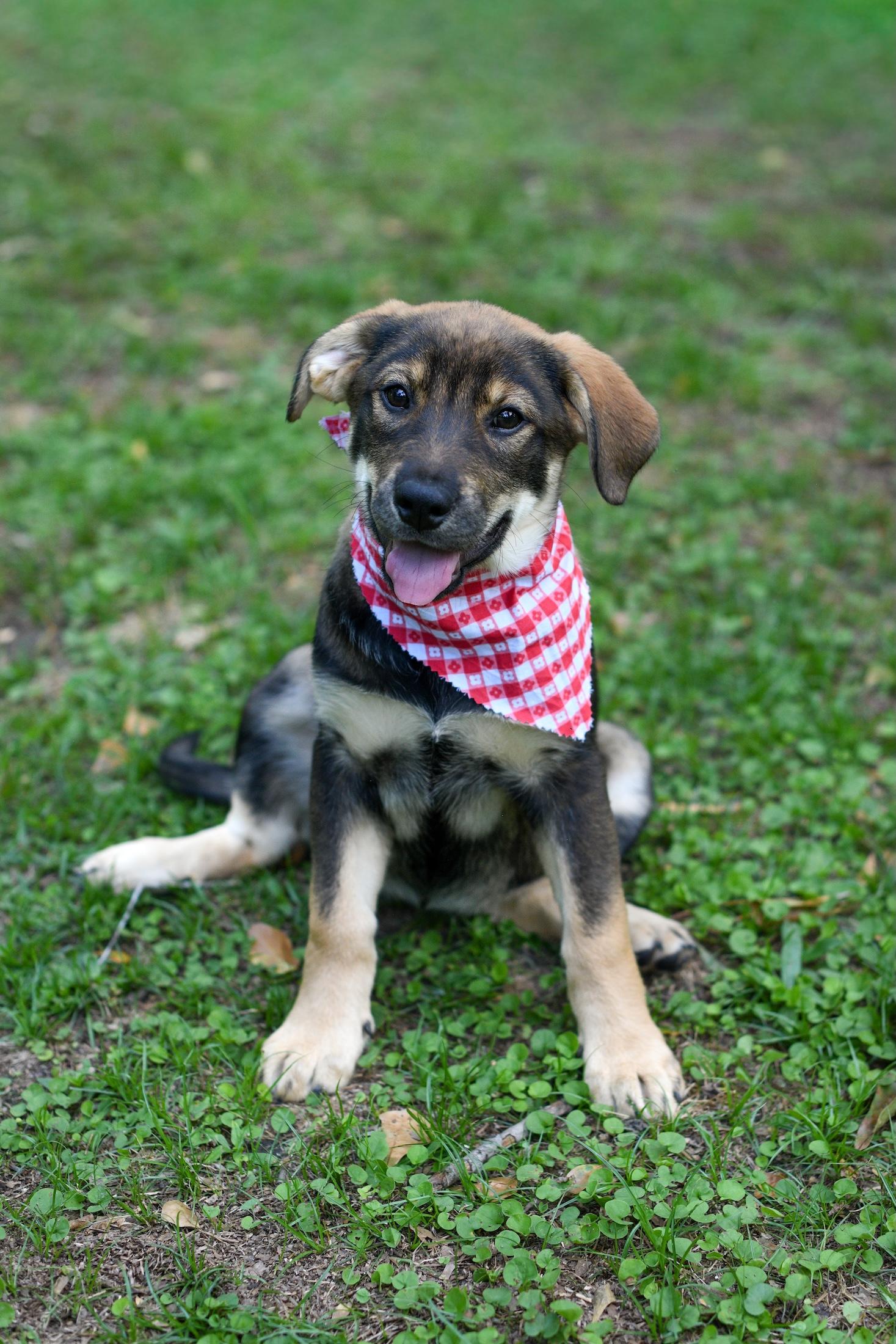 Dina, an adopted mixed breed in Argyle, NY image 2/6