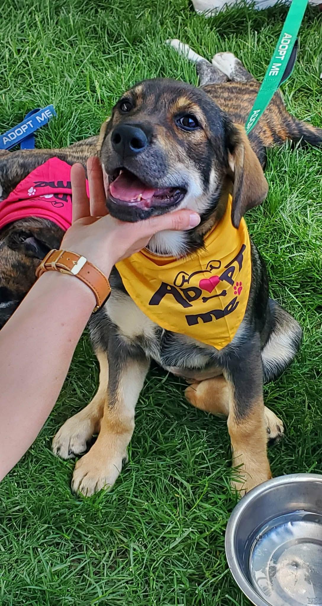 Dina, an adopted mixed breed in Argyle, NY image 5/6
