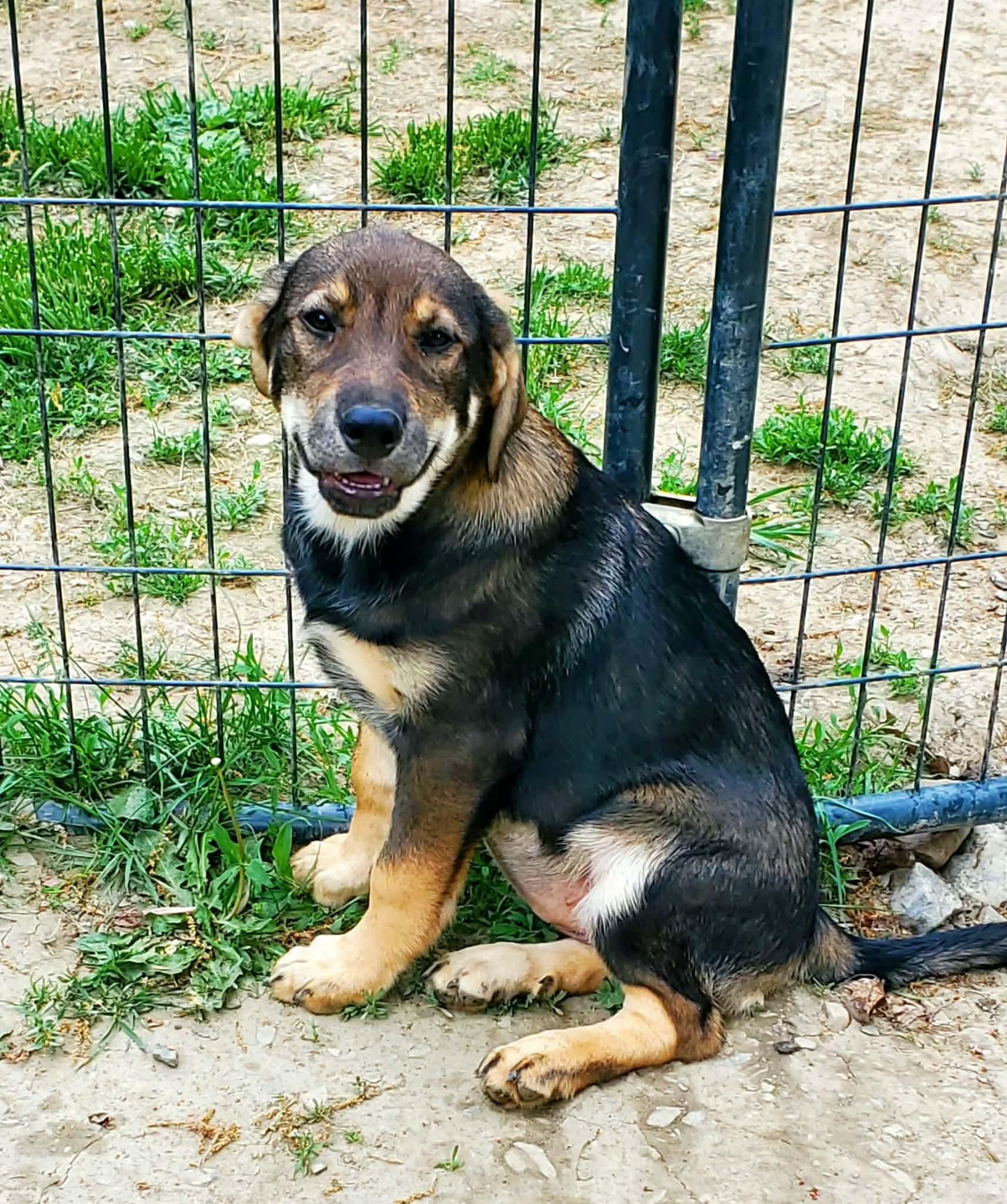 Dina, an adopted mixed breed in Argyle, NY image 1/6