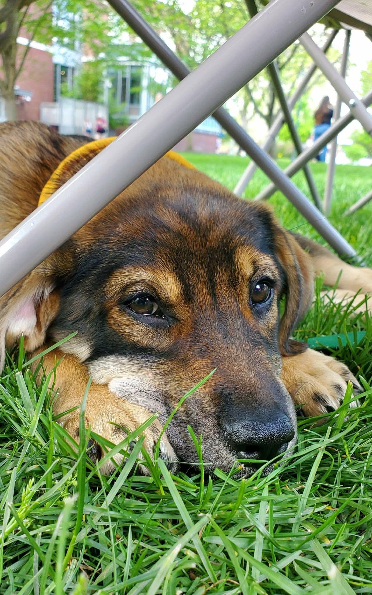 Dina, an adopted mixed breed in Argyle, NY image 6/6