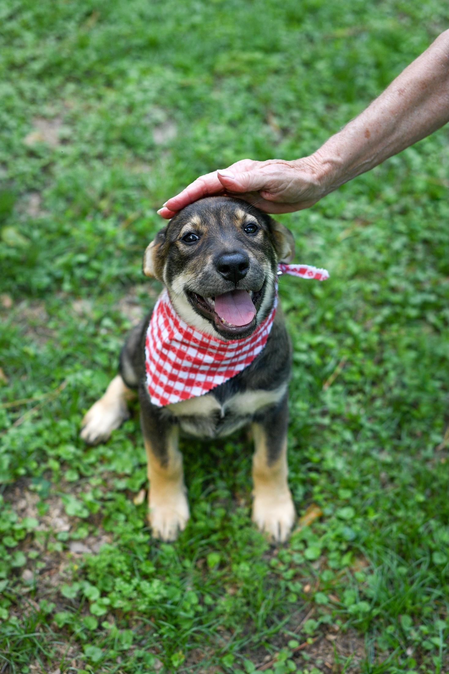 Dina, an adopted mixed breed in Argyle, NY image 3/6
