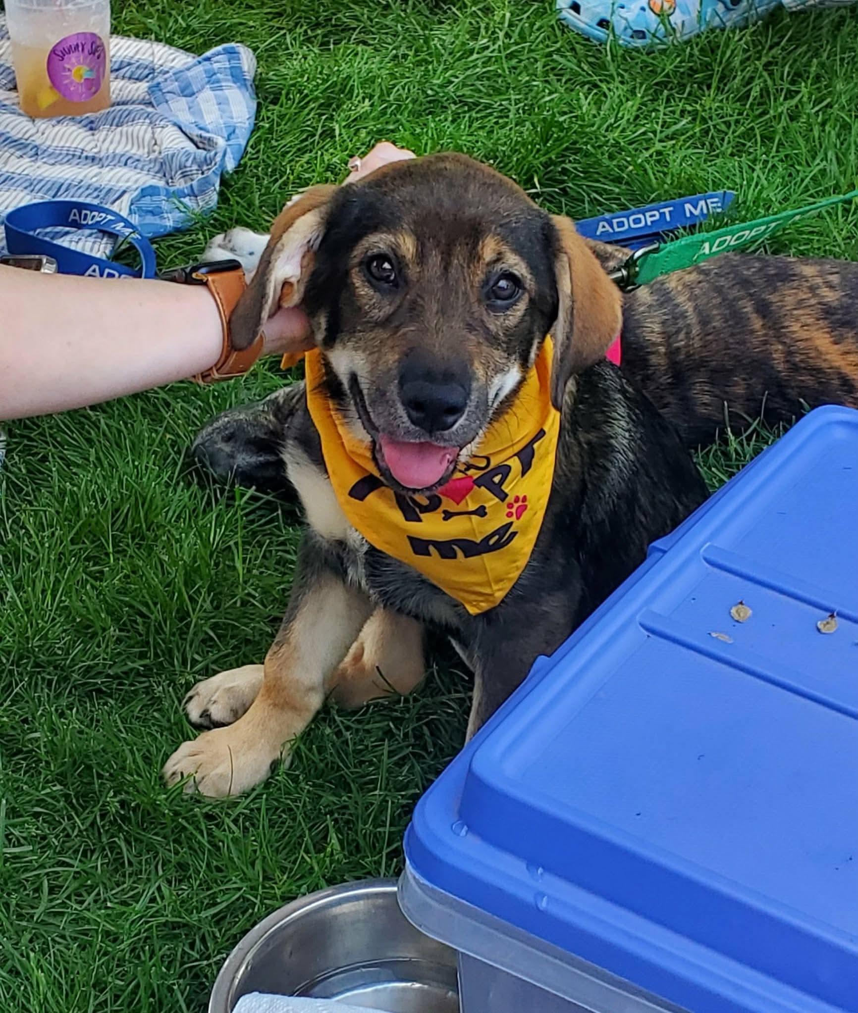Dina, an adopted mixed breed in Argyle, NY image 4/6