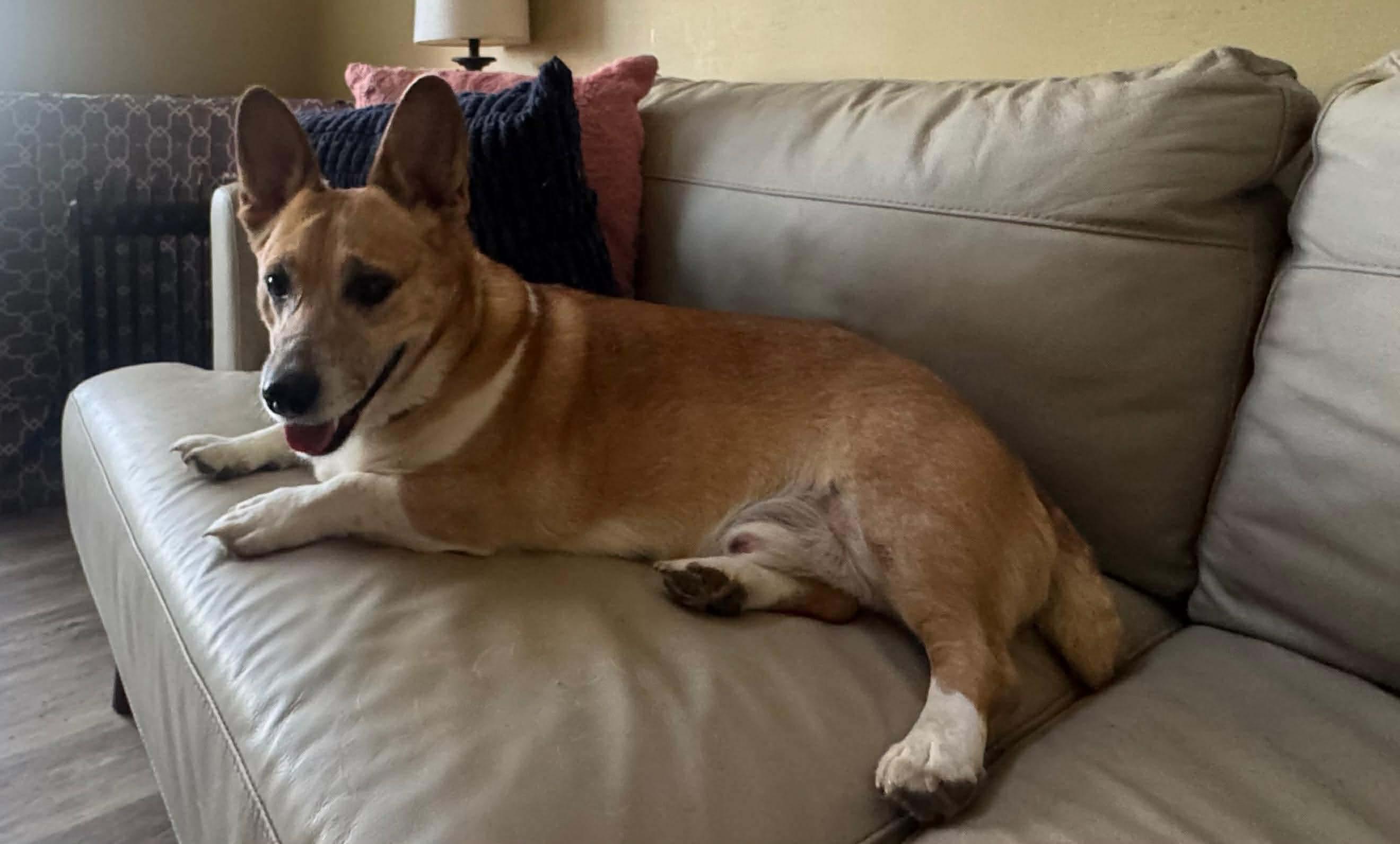 Enlarge Boomer, a Adoptable mixed breed in Richmond, KY image 1/4