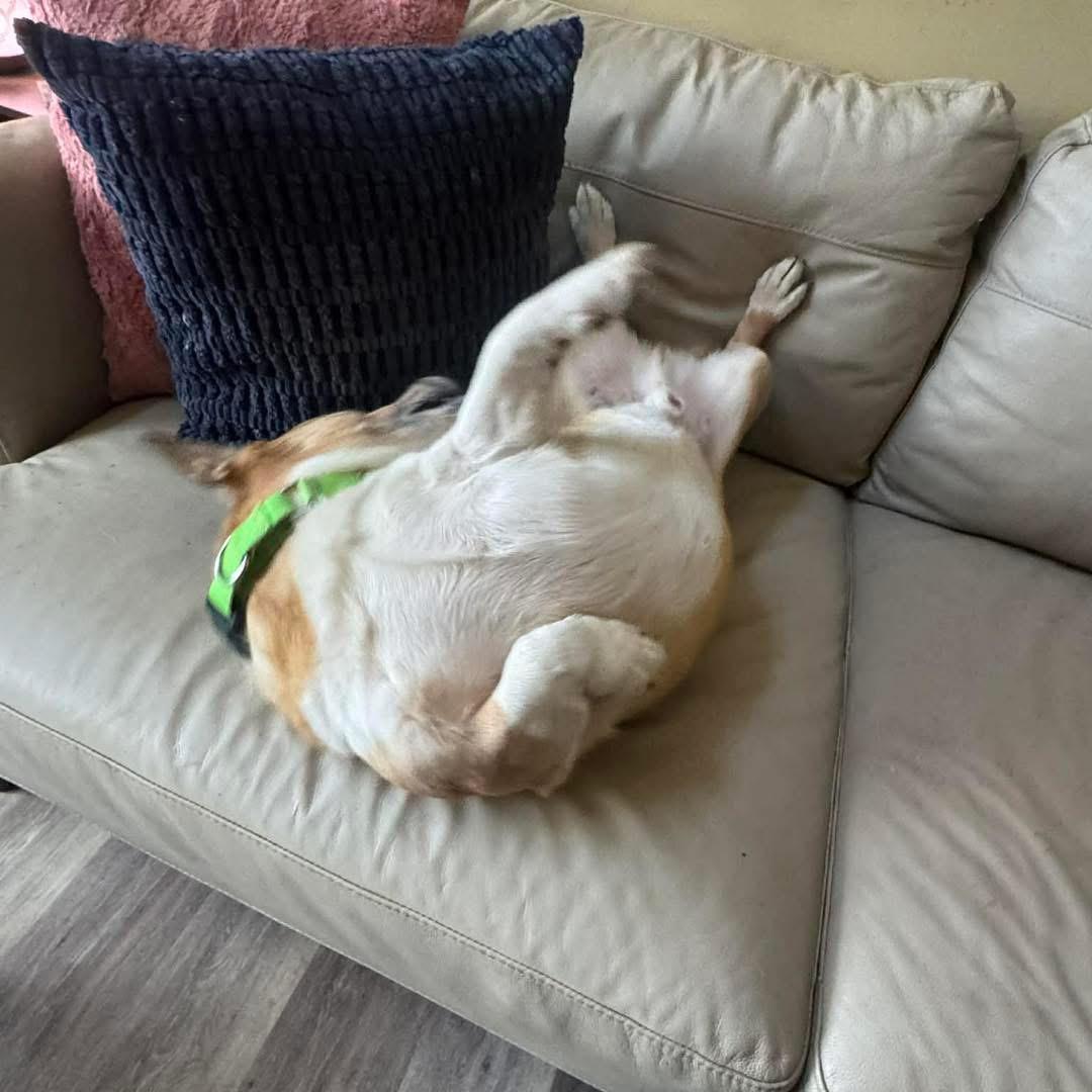 Enlarge Boomer, a Adoptable mixed breed in Richmond, KY image 2/4