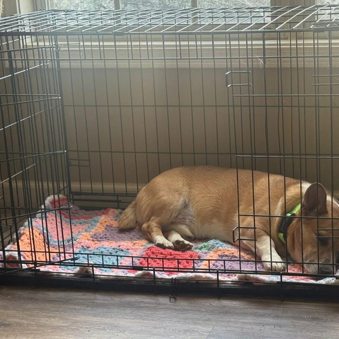 Enlarge Boomer, a Adoptable mixed breed in Richmond, KY image 4/4