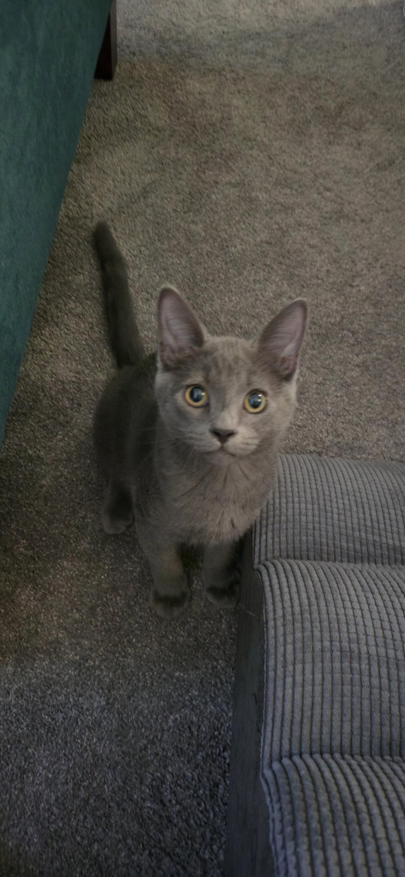 Kevin ( Nicole G.), Adopted, Kitten Male Russian Blue.