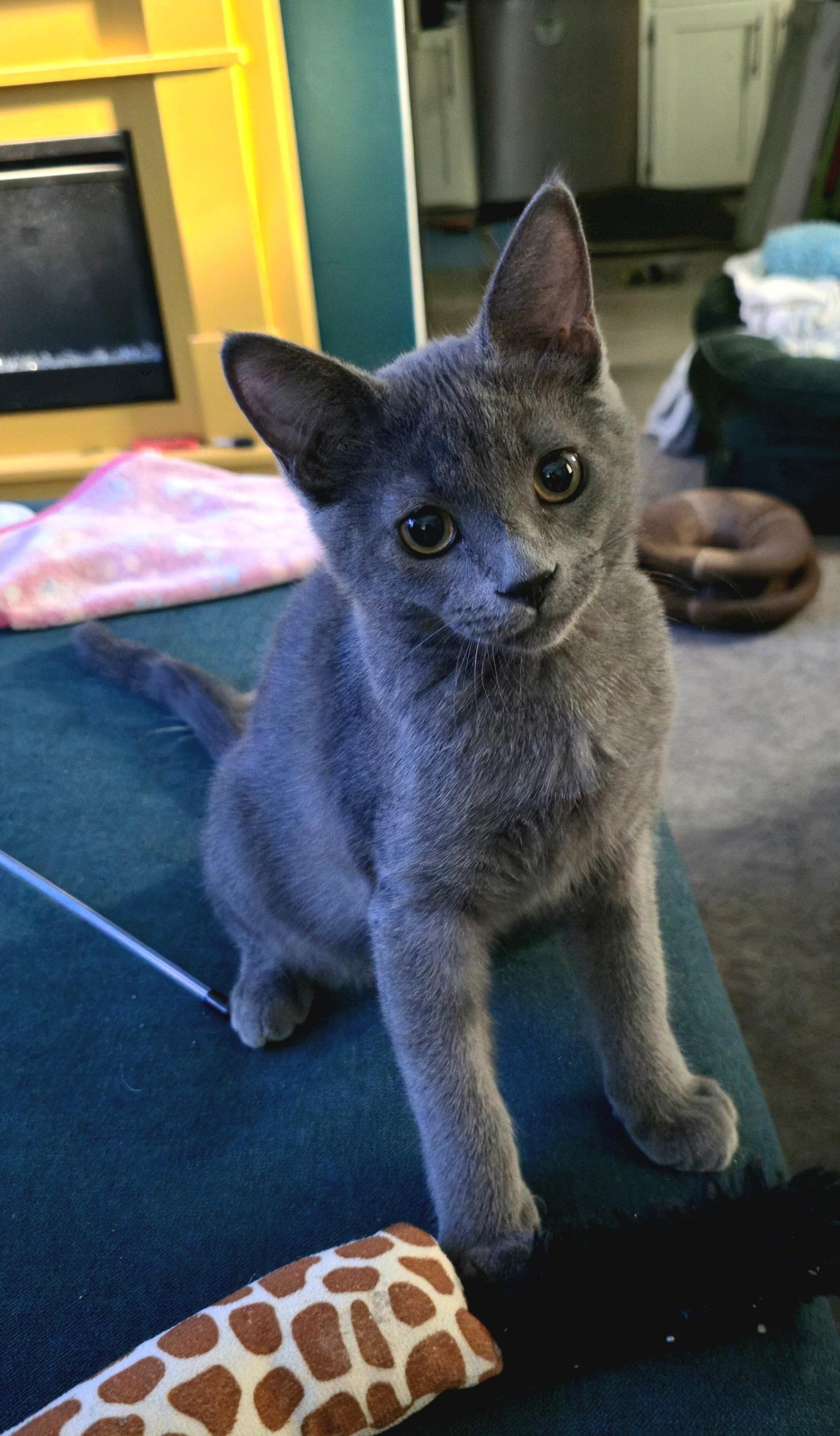 Enlarge Kevin ( Nicole G.), a Adopted Russian Blue in Vallejo, CA image 2/3
