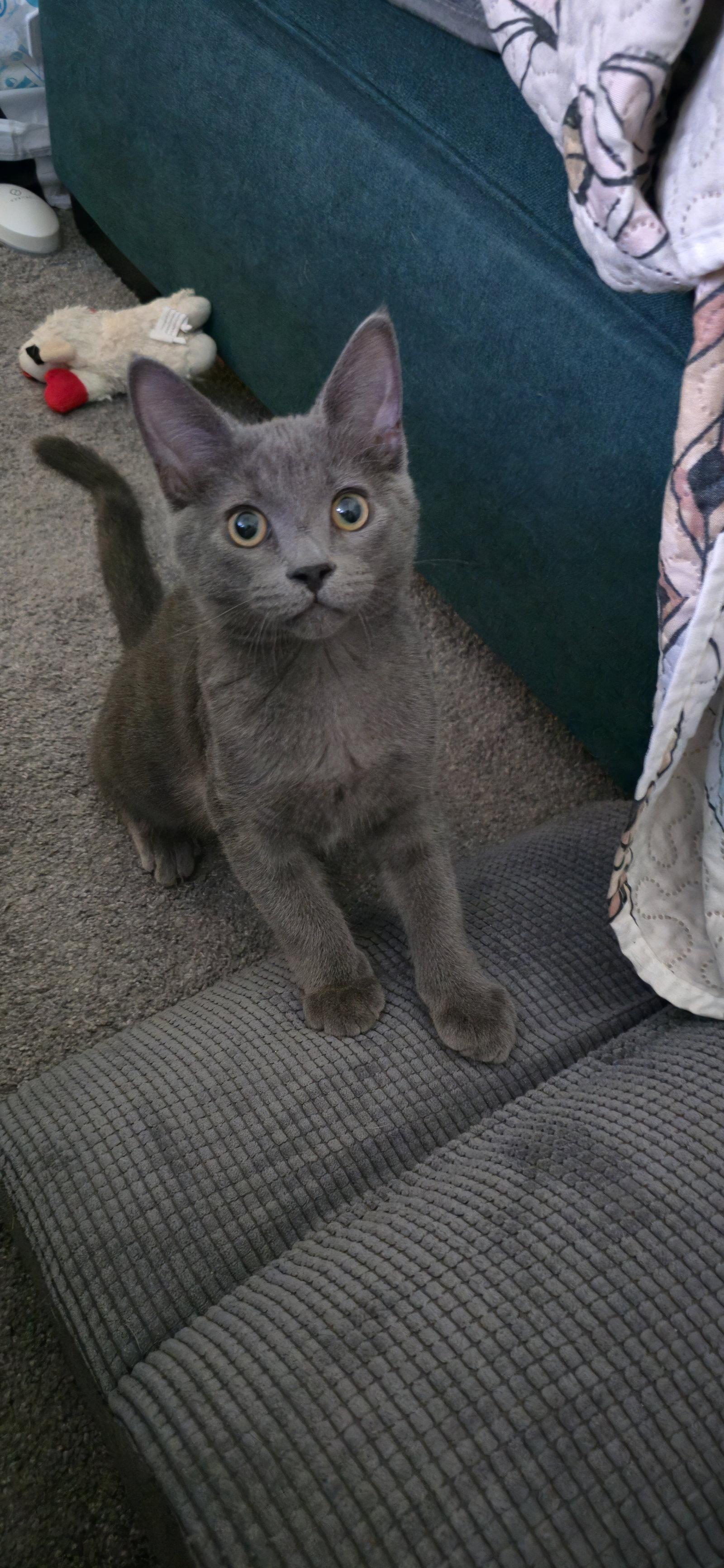 Enlarge Kevin ( Nicole G.), a Adopted Russian Blue in Vallejo, CA image 3/3