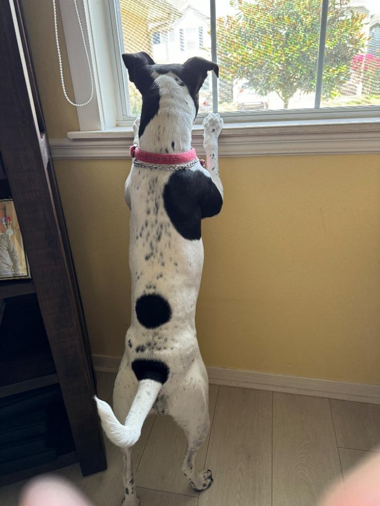 Lola 11, a Adoptable mixed breed in Spring, TX image 2/6