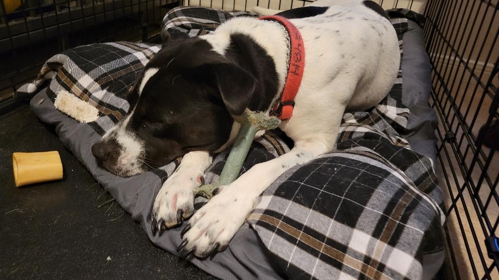 Lola 11, Adoptable, Adult Female American Staffordshire Terrier.