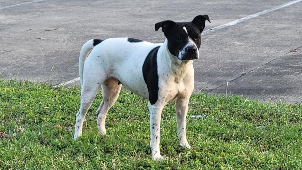Lola 11, a Adoptable mixed breed in Spring, TX image 3/6