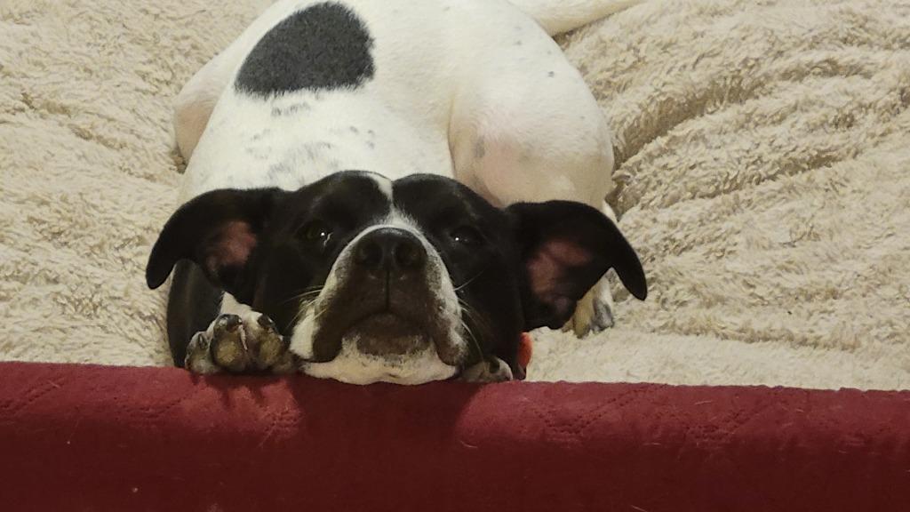 Enlarge Lola 11, a Adoptable mixed breed in Spring, TX image 2/6