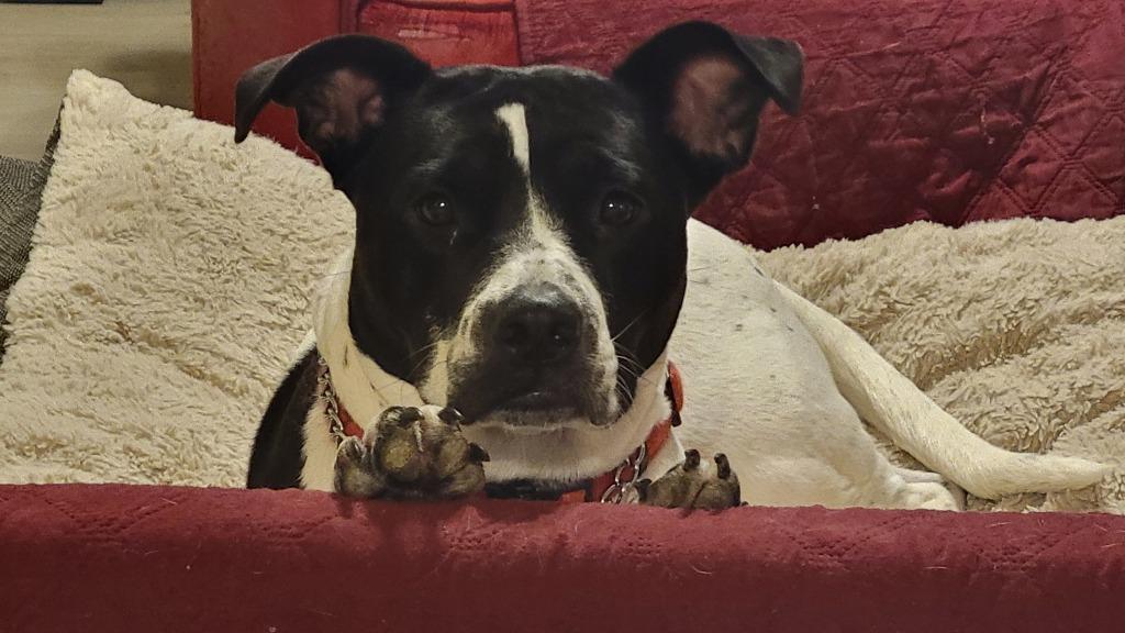 Lola 11, a Adoptable mixed breed in Spring, TX image 5/6