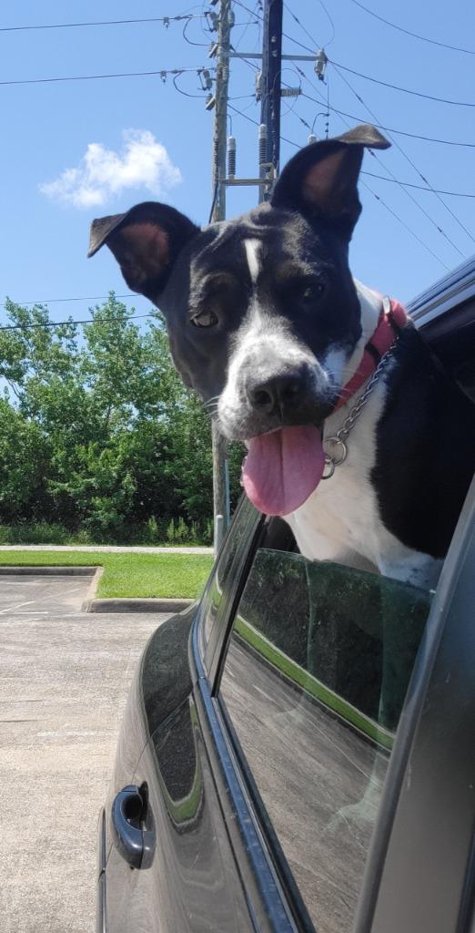 Enlarge Lola 11, a Adoptable mixed breed in Spring, TX image 6/6