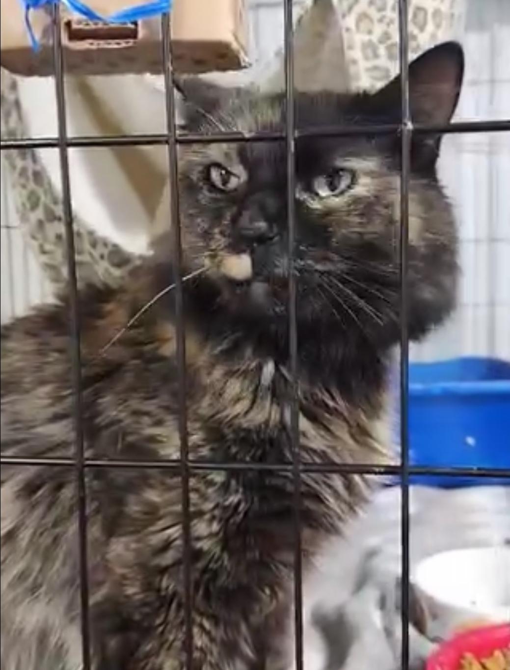 Luna Sue, an adoptable Tortoiseshell in Le Mars, IA, 51031 | Photo Image 2
