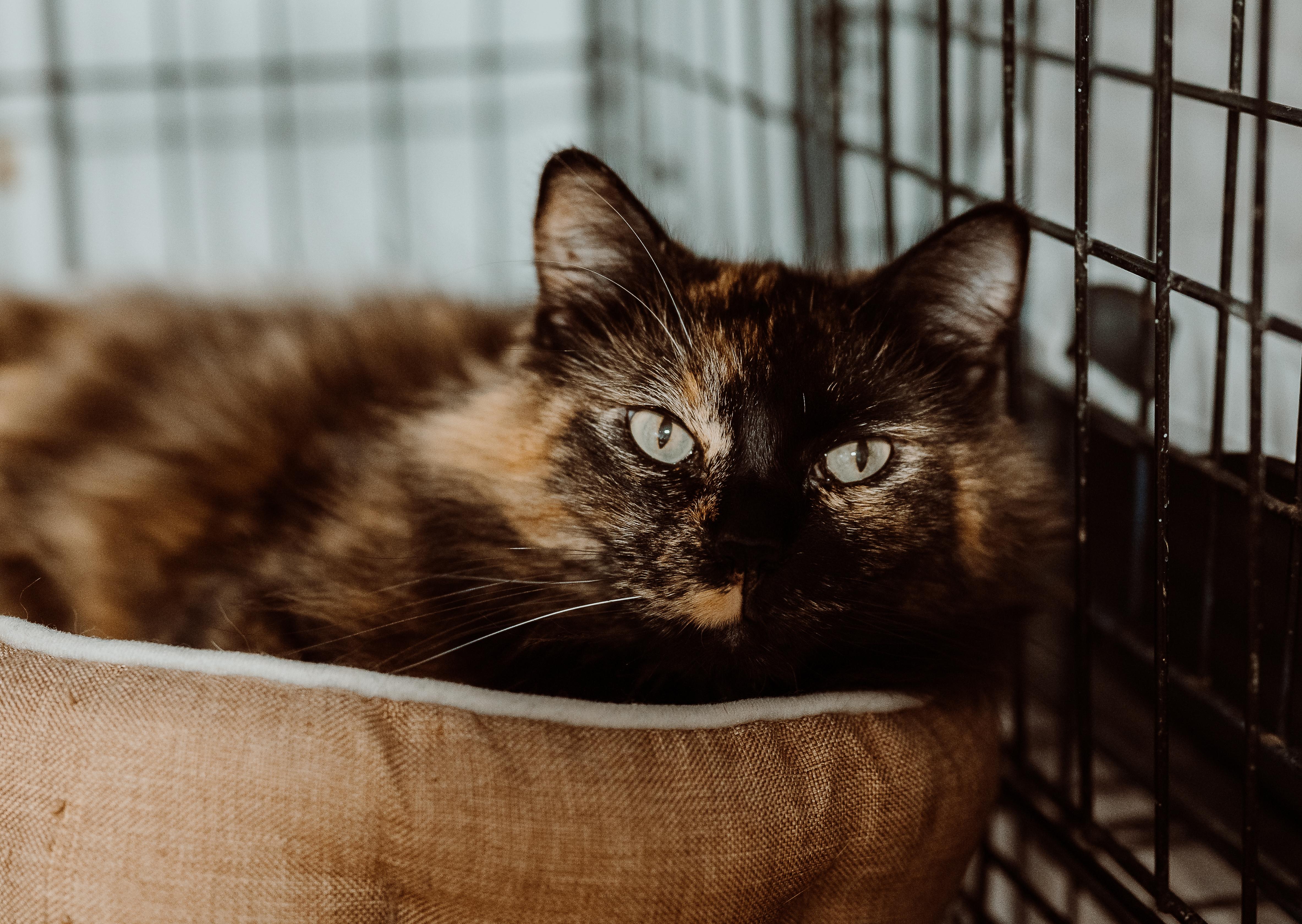 Enlarge Luna Sue, a Adoptable mixed breed in Le Mars, IA image 1/4