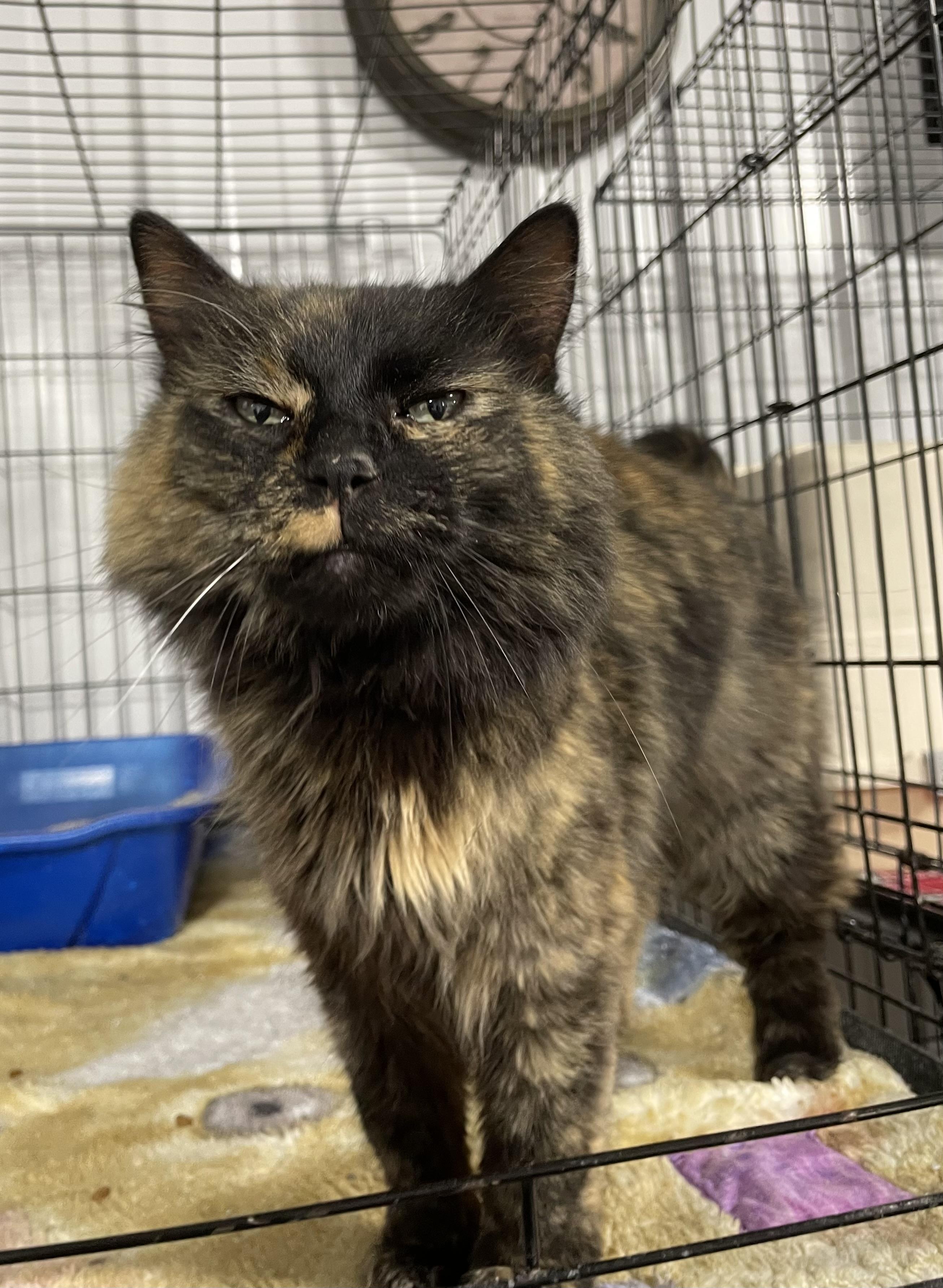 Luna Sue, an adoptable Tortoiseshell in Le Mars, IA, 51031 | Photo Image 3