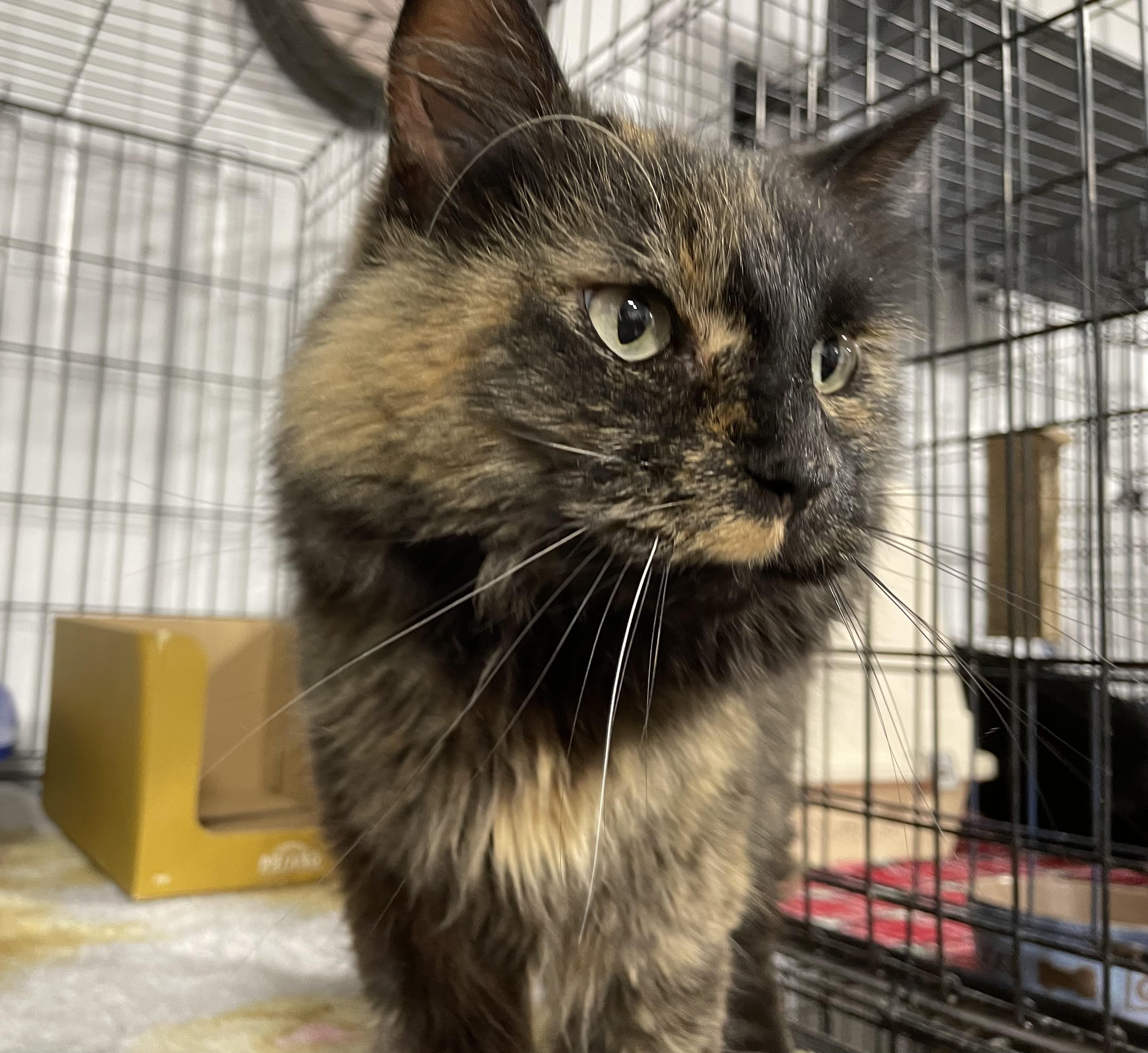 Luna Sue, Adoptable, Senior Female Tortoiseshell.