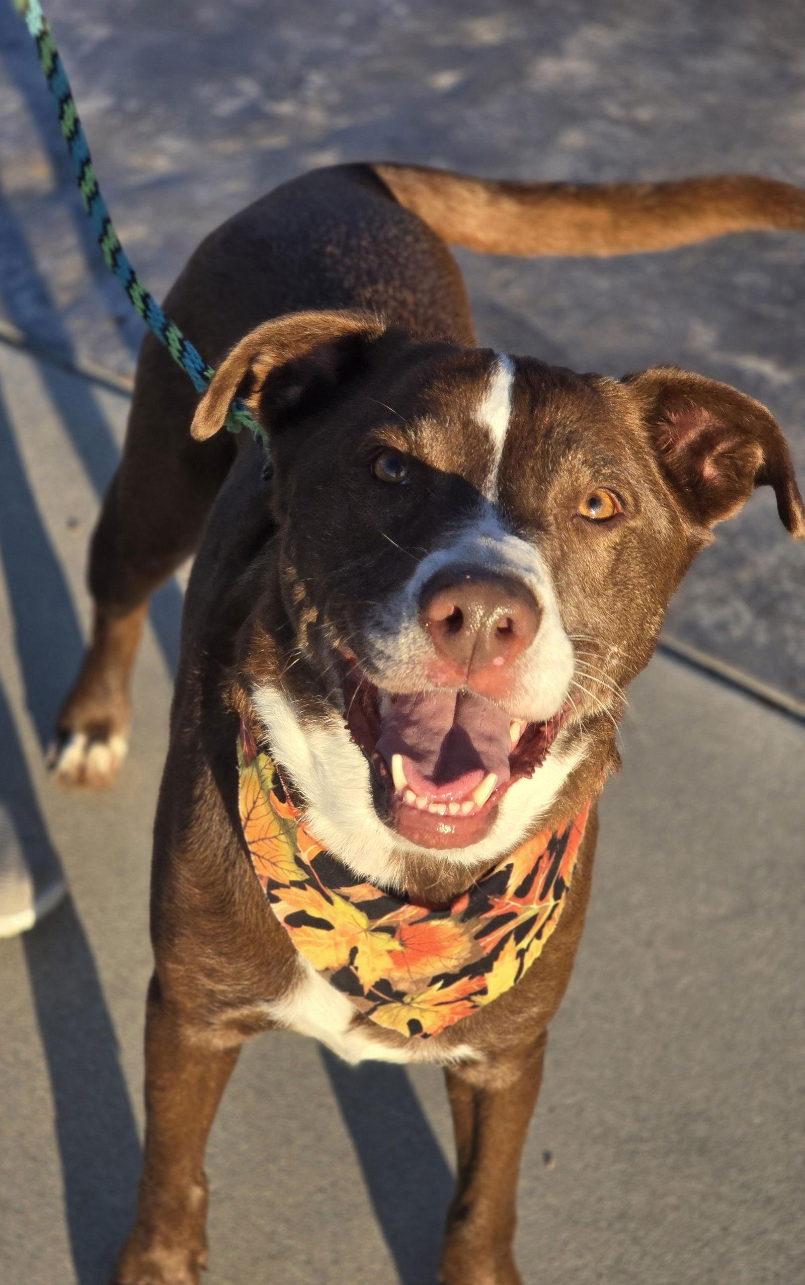 Slinkie, Adopted, Adult Male Labrador Retriever.