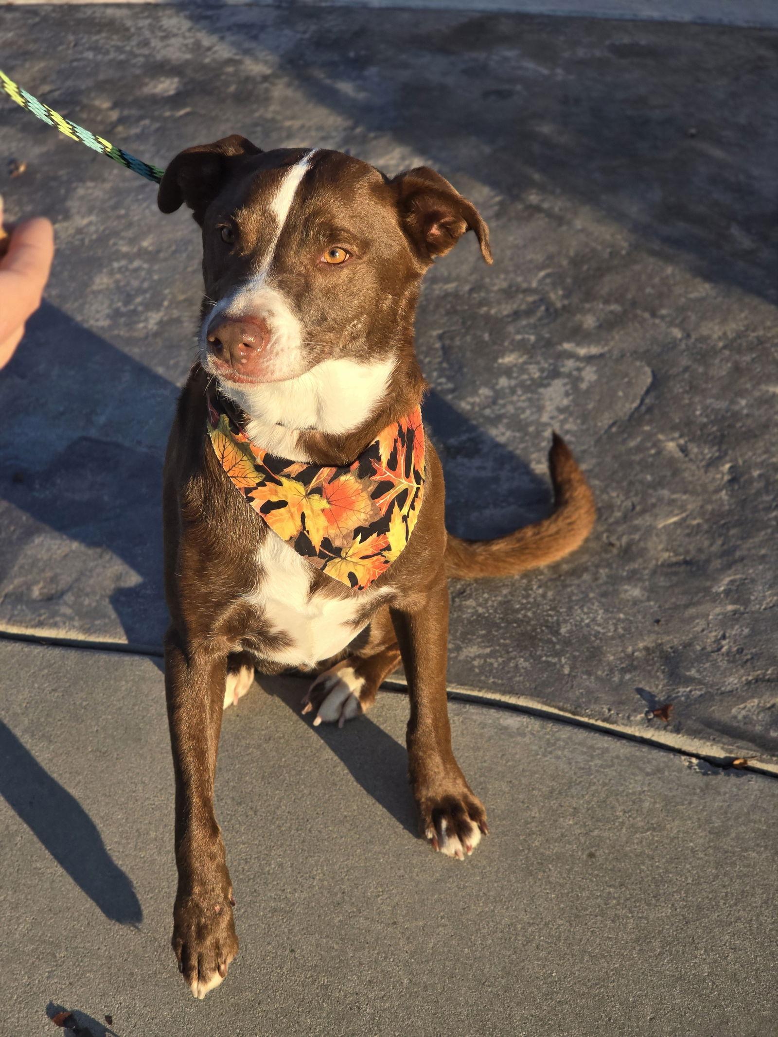 Slinkie, a Adopted Labrador Retriever in Salt Lake City, UT image 2/3