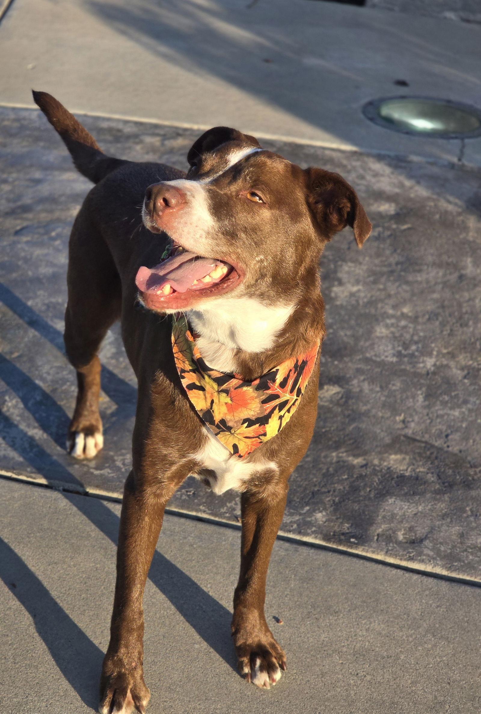 Slinkie, a Adopted Labrador Retriever in Salt Lake City, UT image 3/3