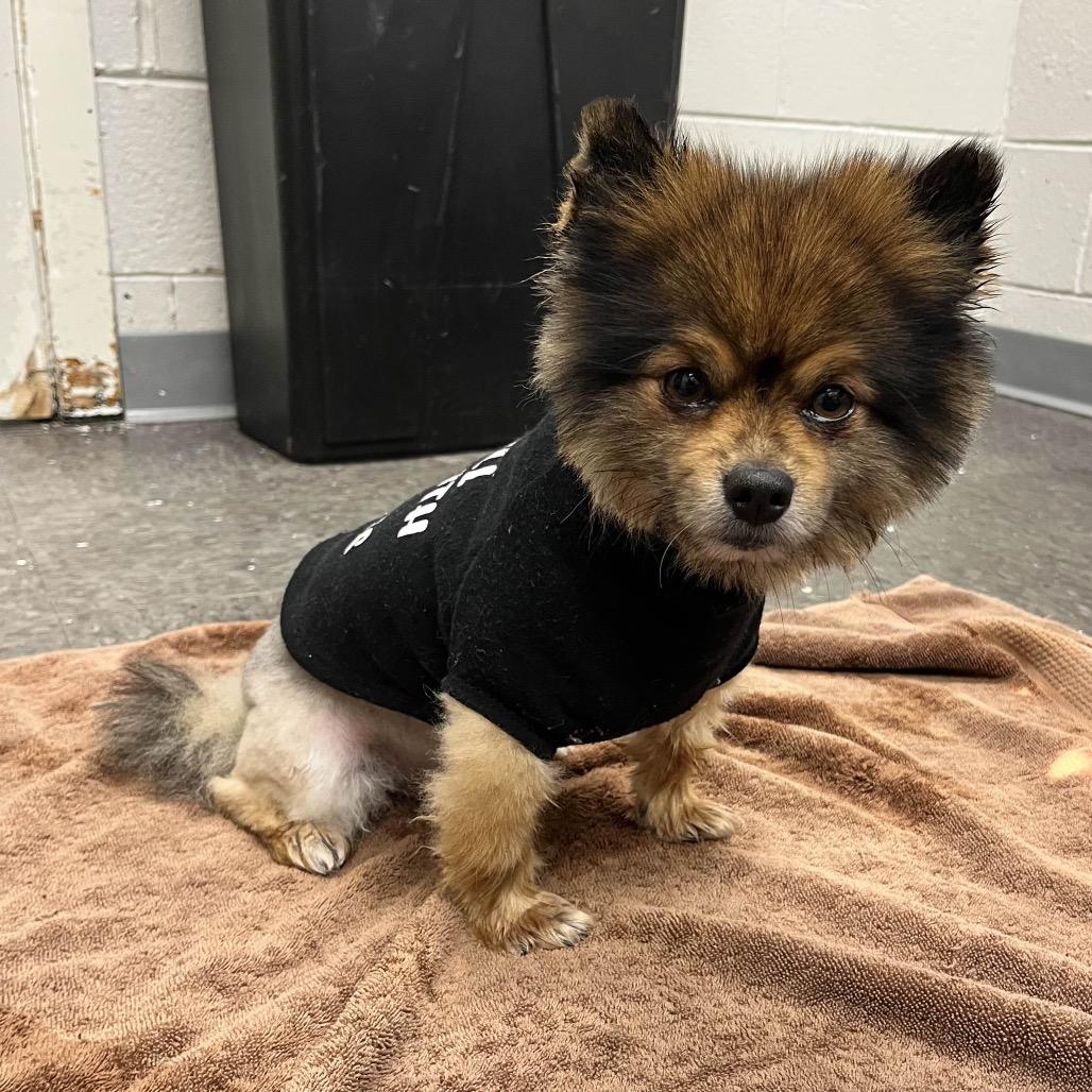 Eustace, adopted, Adult Male Pomeranian.