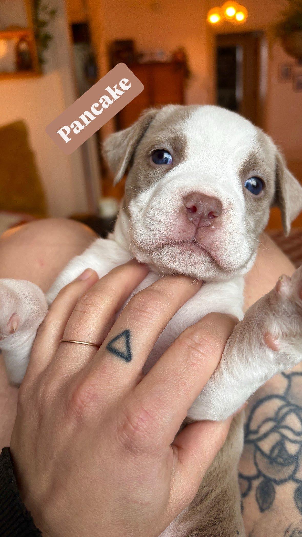 Enlarge Pancake, a ADOPTABLE Mixed Breed in Houghton, MI image 1/1