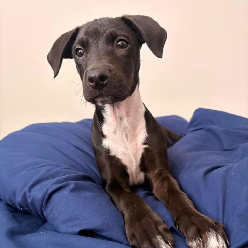 Enlarge Pebbles, a Adoptable Mixed Breed in Myrtle Beach, SC image 1/4