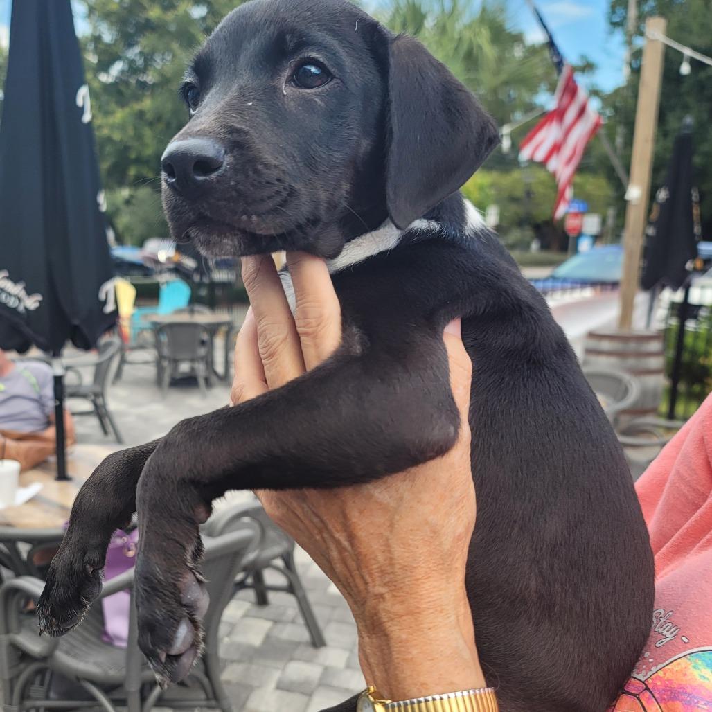 Pebbles, a Adoptable Mixed Breed in Myrtle Beach, SC image 1/2