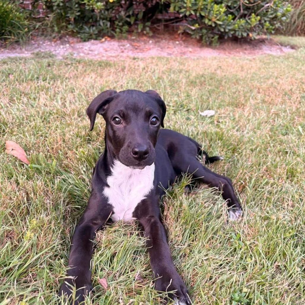 Enlarge Pebbles, a Adoptable Mixed Breed in Myrtle Beach, SC image 3/4