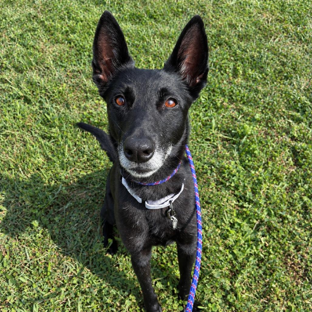 Enlarge Era (Breed Experience Required), a Adoptable Belgian Shepherd / Malinois in Marshall, VA image 1/1