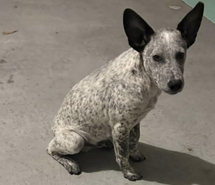 Licorice , Adoptable, Young Male Australian Cattle Dog / Blue Heeler.