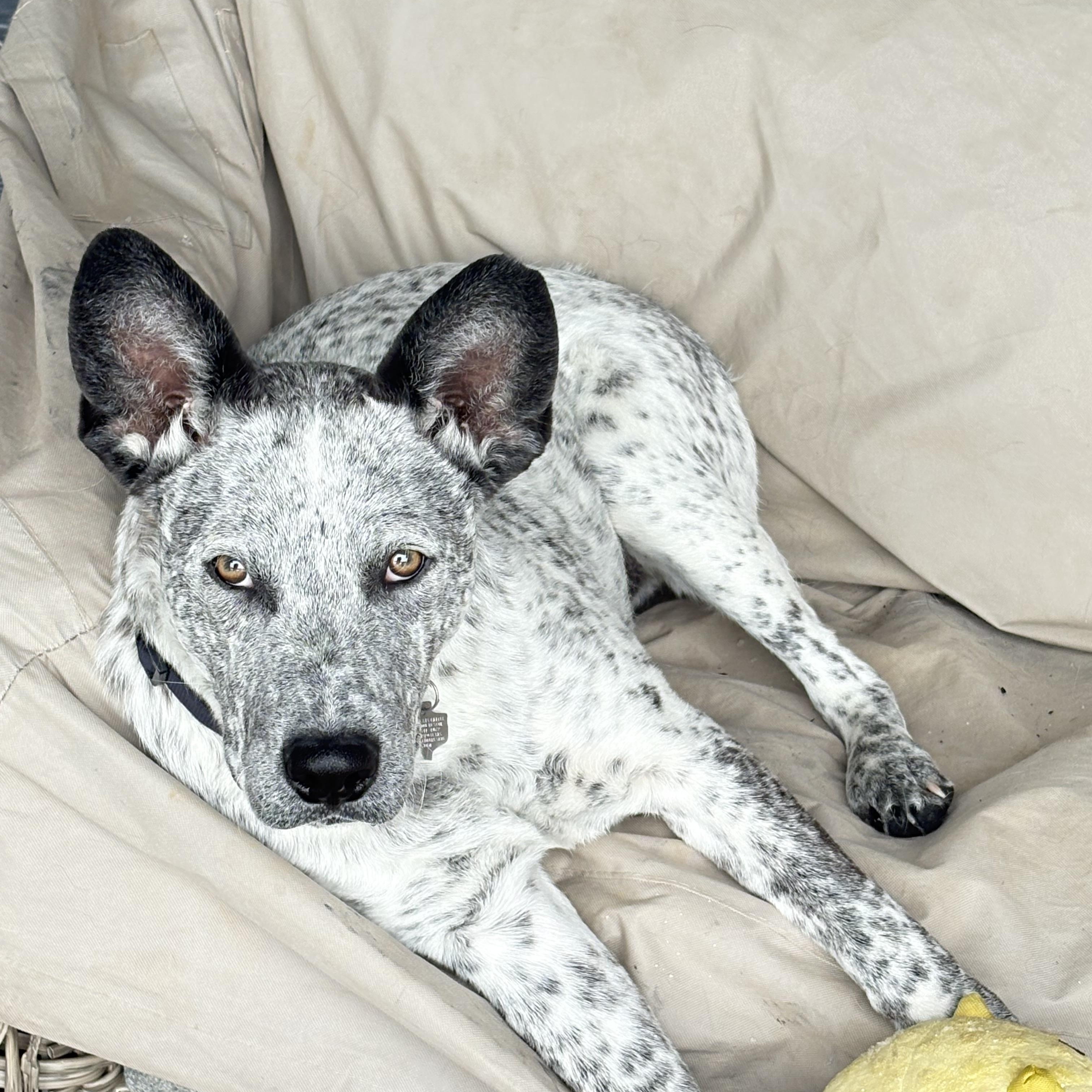 Licorice , an adopted Australian Cattle Dog / Blue Heeler in Azle, TX image 1/6